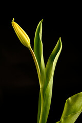 Yellow tulip on a black background, top view, spring