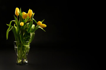 Yellow tulips on a black background, top view, spring bouquet in a vase