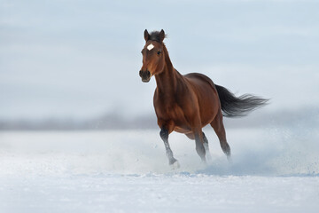 Fototapeta na wymiar Bay horse free run gallop on snow field