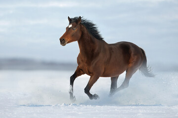 Fototapeta na wymiar Horse free run in snow field