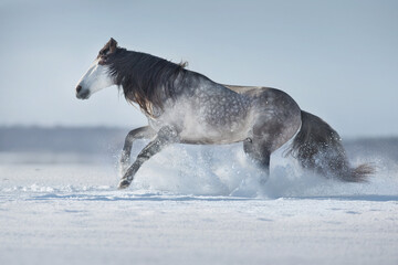 Fototapeta na wymiar Gray andalusian horse free run in snow winter landscape on sunny day