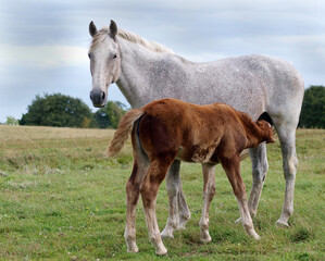 Obraz premium Foster Mare and Foal