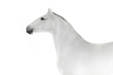 White lusitano horse in high key close up portrait