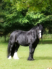 Black Horse In Paddock
