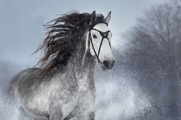 horse in the rain