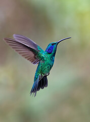 Obraz na płótnie Canvas Green Violet-ear hummingbird (Colibri thalassinus) in flight isolated on a green background in Costa Rica