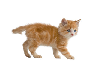 orange kitten walking on isolated white background