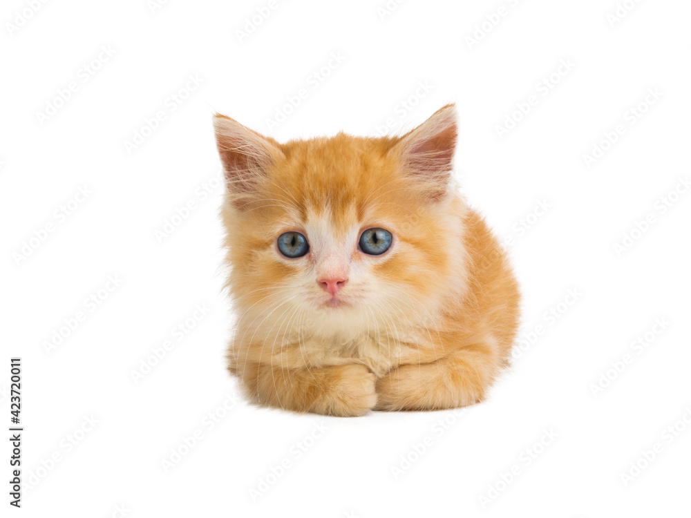 Wall mural orange kitten lies isolated on white background