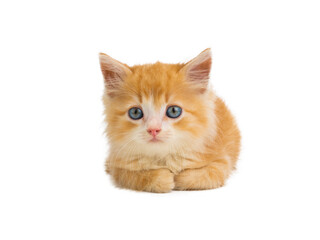 orange kitten lies isolated on white background