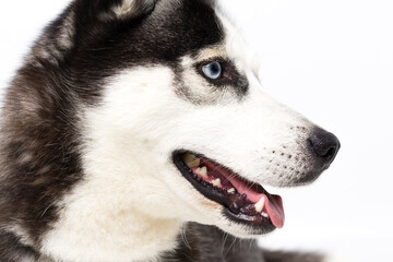 Young husky dog over white background