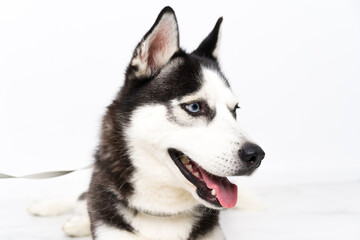 Obraz premium Young husky dog over white background