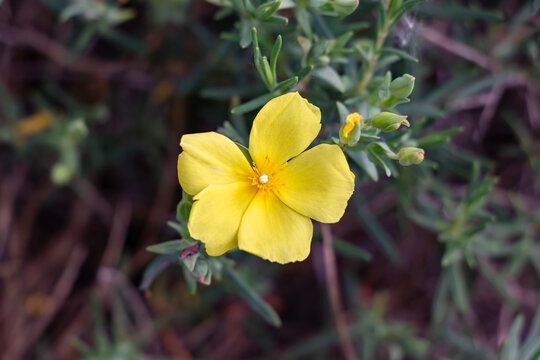 Yellow jagz, Halimium calycinum, is a species in the Cistaceae family Also know as Cistaceae Cistus calycinus L