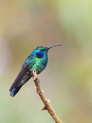 Fototapeta na wymiar Green Violet-ear hummingbird (Colibri thalassinus) perched on a mossy branch in Costa Rica 