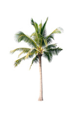 Palm tree or Coconut tree ,a green leaf isolation for summer background ,relax and vacation holiday summer concept
