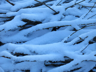 brushwood, sawn branches under the snow lie in winter