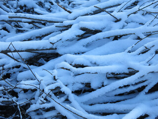 brushwood, sawn branches under the snow lie in winter