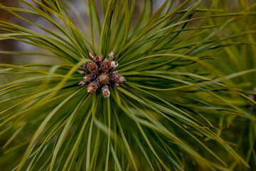 Macro shooting of plants. Coniferous branches with young buds look like flowers. Pine branch with cones in spring