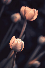 Sezon wiosenny z kwitnącymi tulipanami w ogrodzie. Tulipany botaniczne w odmianach na ciemnym tle. - obrazy, fototapety, plakaty