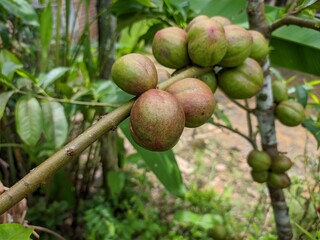 phaleria macrocarpa fruit in tropical nature borneo