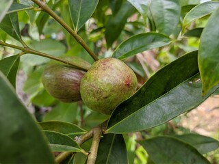 phaleria macrocarpa fruit in tropical nature borneo