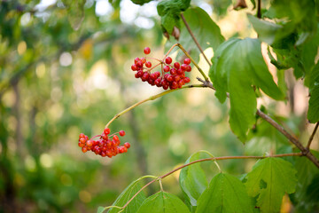 Viburnum, a bunch of berries in the garden