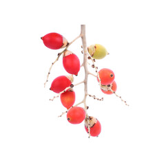 Colorful areca or betel palm fruit isolate on white.