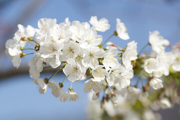 branch covered with small white spring flowers on a background with heavenly sky