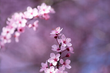 Wunderschöne Nahaufnahme von rosa Kirschblüten