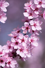 Rosa blühende Kirschbäume