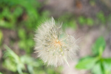 
Dry dandelion close up on green background