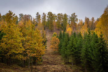 Obraz premium Beautiful and mysterious Pokaini forest with coloful leaves during cloudy autumn day