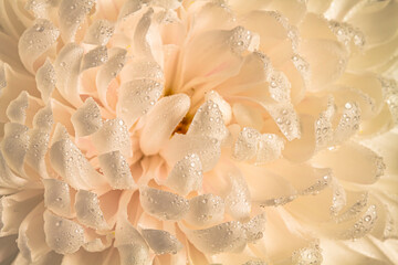 Background. Texture. Chrysanthemum petals with dew drops. Macro photography.