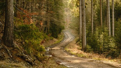 Schöner sonniger Waldweg