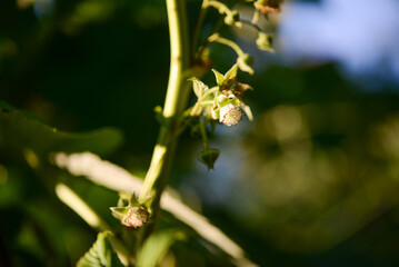 Raspberry flower on a bush