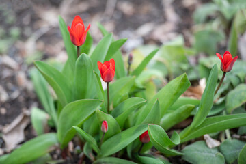 Rote Frühlings Tulpen im Garten