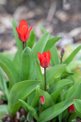 Rote Frühlings Tulpen im Garten