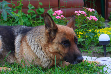 Sheepdog in the yard among the flowers. A beautiful dog of the German Shepherd breed lies in full height on a green lawn. Portrait of a german shepherd.