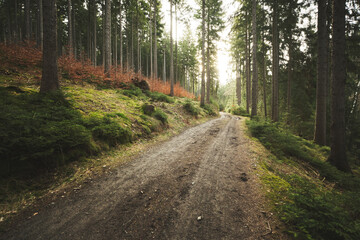 Fototapeta premium schöner Pfad im Wald