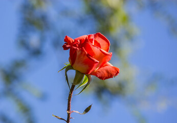 Details of a pink rose