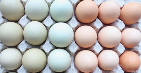Many chicken eggs in the tray. Brown and white chicken eggs in cardboard egg tray. Organic egg for healthy protein breakfast. Easter symbol. Raw chicken eggs. Blue chicken eggs in a cardboard tray for