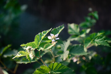 Raspberry flower on a bush