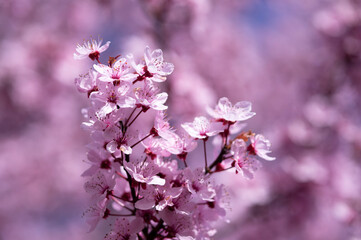 Wunderschöne Nahaufnahme von rosa Kirschblüten