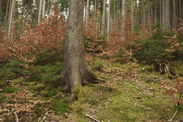 schöne Waldboden im Frühling