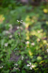 flowers in the garden