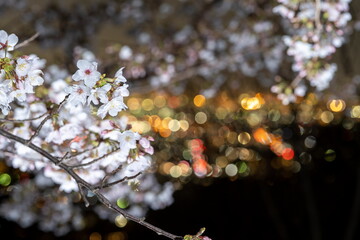 夜桜と街明かり