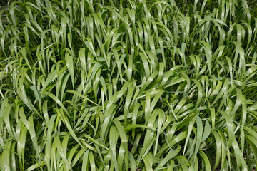 Green Wide blade leafy grassy plants background texture