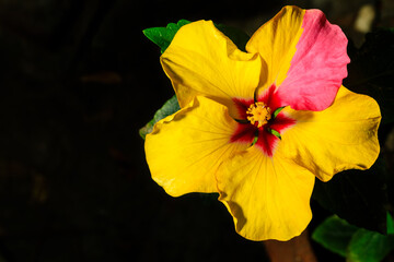 Hibiscus flower with a difference