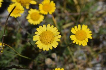 yellow flowers in the garden