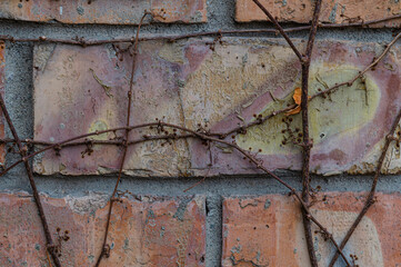 Old brick wall entangled vines