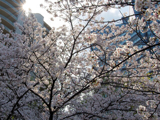 東京の都市部で咲いている桜